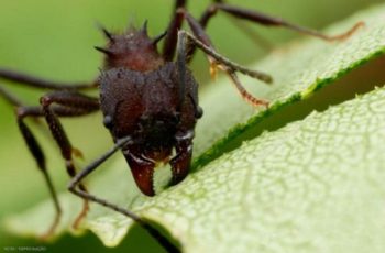 Combate à formigas cortadeiras